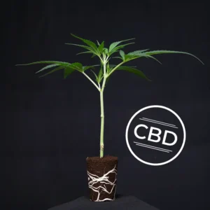 White Shark Zkittles (CBD)